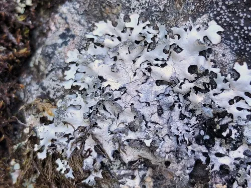 Hypotrachyna britannica