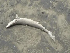 School Shark thumbnail 2