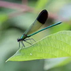 River Jewelwing thumbnail 4
