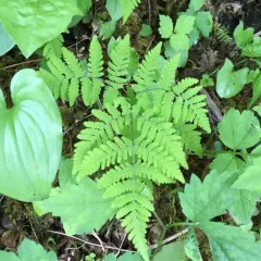Pacific oak fern thumbnail 3