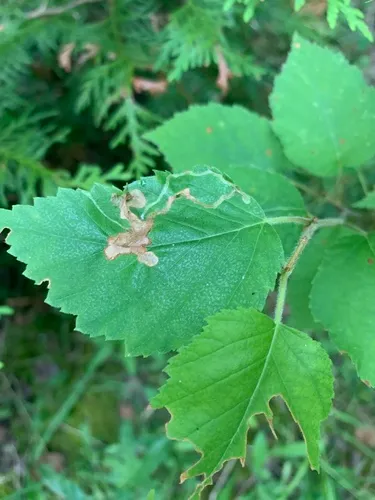 Agromyza alnibetulae