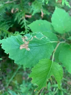 Agromyza alnibetulae thumbnail 1