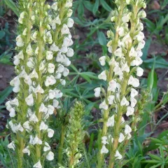 curved-beak lousewort thumbnail 2