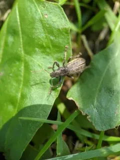 Brachyderes incanus thumbnail 3