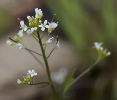 Sand Bittercress thumbnail 1