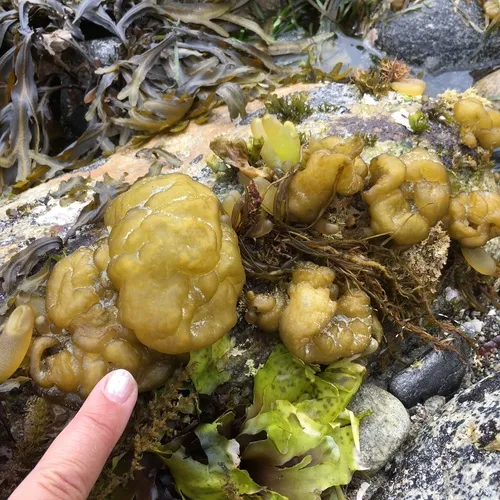 Sea Cauliflower