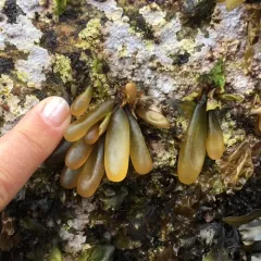 Sea Sacks thumbnail 2