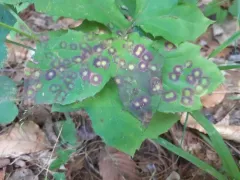 Cystiphora canadensis thumbnail 1