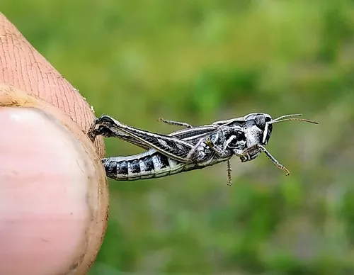 Club-horned Grasshopper