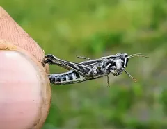 Club-horned Grasshopper thumbnail 1