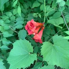 American trumpet vine thumbnail 3