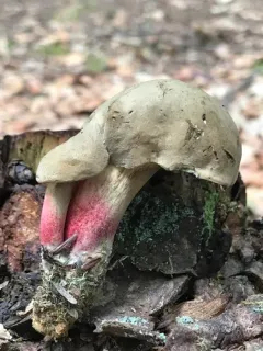 Caloboletus roseipes thumbnail 3