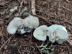 Small-warted Mountain Puffball thumbnail 2