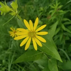 prairie rosinweed thumbnail 3