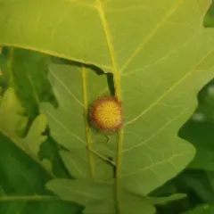 Acraspis villosa thumbnail 2