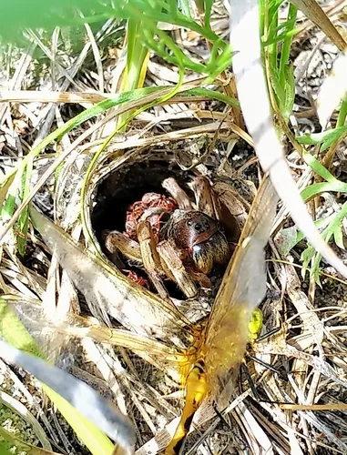 Missouri Burrowing Wolf Spider