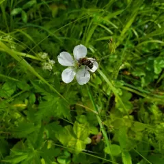 Richardson's geranium thumbnail 4
