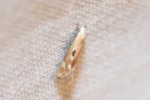 cottongrass sedge-miner