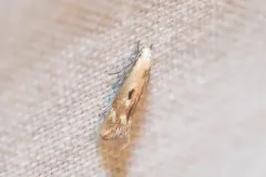 cottongrass sedge-miner thumbnail 1