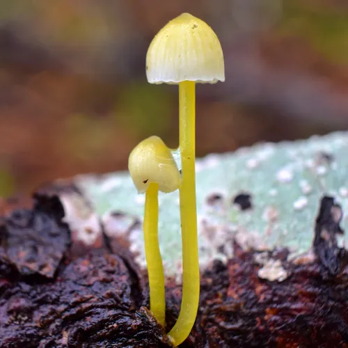 Yellowleg Bonnet