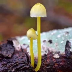 Yellowleg Bonnet thumbnail 1