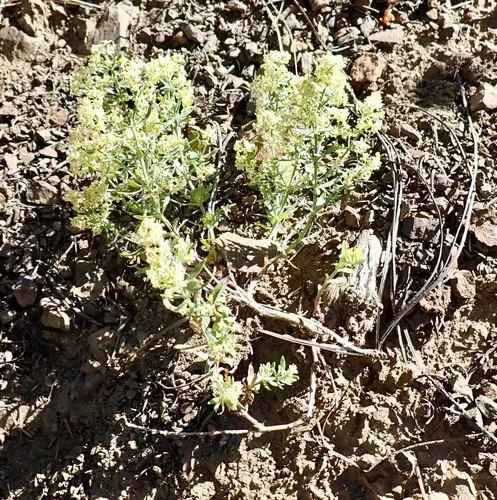 Intermountain Bedstraw