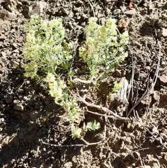 Intermountain Bedstraw thumbnail 1