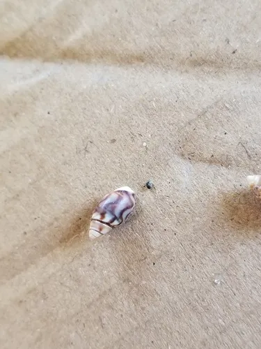 Beatic Dwarf Olive Snail