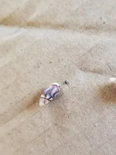Beatic Dwarf Olive Snail thumbnail 1