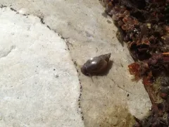 Water Springtail thumbnail 2