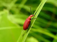 Rose-winged Blister Beetle thumbnail 1