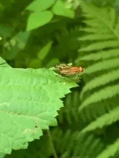 Tetanocera clara thumbnail 2