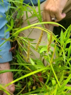 Mitchell's sedge thumbnail 2