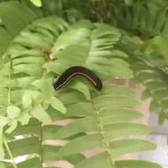 Florida Fern Moth thumbnail 2