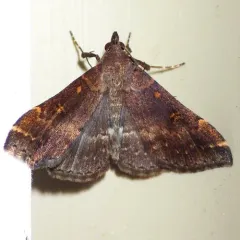 Sociable Renia Moth thumbnail 3