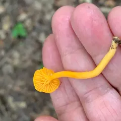 Small Chanterelle thumbnail 2