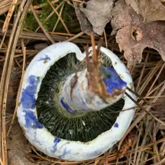 indigo milk cap thumbnail 4