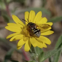 Interrupted Cellophane-cuckoo Bee thumbnail 4