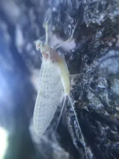 Maccaffertium terminatum thumbnail 3