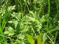 Eastern Globeflower thumbnail 2
