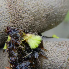 fringed heartwort thumbnail 3