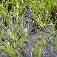 unbranched bur-reed thumbnail 2