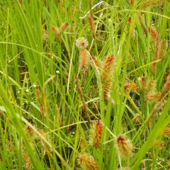 Northwest Territory sedge thumbnail 3