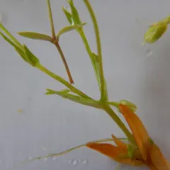Fleshy Stitchwort thumbnail 2