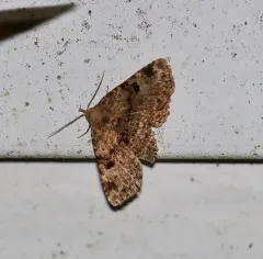 Four-spotted Fungus Moth thumbnail 2