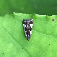 Shining Dichomeris Moth thumbnail 1