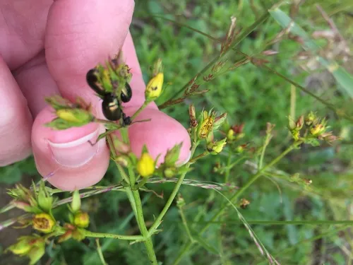 greater St. John's wort beetle