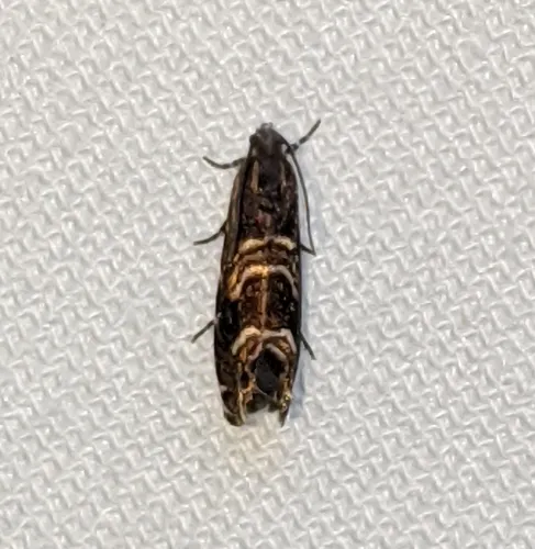 Thaumatographa youngiella