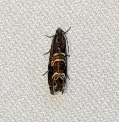 Thaumatographa youngiella thumbnail 1