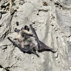 Long-eared Myotis thumbnail 2